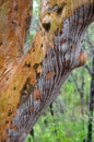 Rain running down colorful gum tree trunk Royalty Free Stock Photo