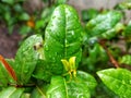 Rain's Embrace: Glistening Leaves Adorned with Water Droplets