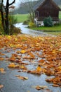 Rain-slicked road with foliage