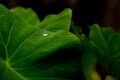 after the rain small water drop trap inside a green leaf Royalty Free Stock Photo