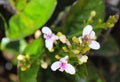 After the rain, Small wild flowers, Touch of spring Royalty Free Stock Photo