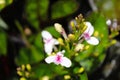 After the rain, Small wild flowers, Touch of spring Royalty Free Stock Photo