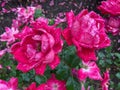 Rain Soaked Pair of Red Roses