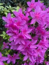Rain Soaked Purple Azaleas in the Garden in April