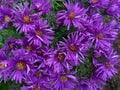 Rain Soaked Purple Daisy Flowers