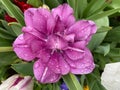 Rain Soaked Purple Flower in the Garden