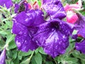 Rain Soaked Purple Petunia Flowers After a Heavy Rain