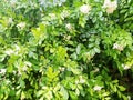 Rain soaked small white flowers bed, rainy nature background