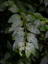 Rain-soaked tree branch with water droplets glistening on the green leaves