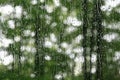 Rain soaked window with green trees in summer.