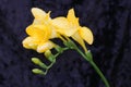 Rain Soaked Yellow Fresia Flower