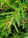 Rain soaked yew plant