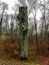 Rain sodden tree trunk, rainy and misty autumn Royalty Free Stock Photo