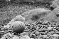 Rain spattered round stone on the beach, Cape Sutil, Vancouver Island, British Columbia. Royalty Free Stock Photo