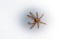 Rain Spider climbing up a white stucco wall