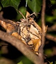 Rain Spider Palystes superciliosus on egg cocoon