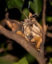 Rain Spider Palystes superciliosus on egg cocoon Royalty Free Stock Photo