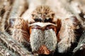 Rain spider (Palystes superciliosus) (1926) Royalty Free Stock Photo