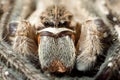 Rain spider (Palystes superciliosus) (1919) Royalty Free Stock Photo