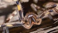 Rain Spider in threatening stance (Palystes Superciliosus)