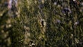 Rain with a spider on a web in macro photography. Creative. Bright small drops of water illuminated by the sun's Royalty Free Stock Photo