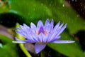 Still shot of violet lotus in the rain Royalty Free Stock Photo