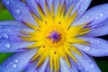 Macro shot of rain splash on violet lotus Royalty Free Stock Photo