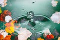 Rain splashing into a pond in the fall Royalty Free Stock Photo