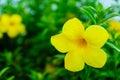 After rain stopped, this yellow flower is very beautiful.