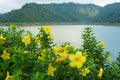 After rain stopped, this yellow flower is very beautiful.