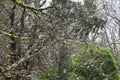 Rain streaks through the branches of Garry Oak trees on a February morning