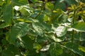 Green leaves of a rose bush in the dew in the sun