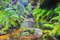 BM GC Creek ferns cliff rock
