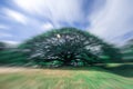 Rain tree with blur zoom. Royalty Free Stock Photo