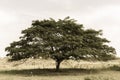 Rain tree in the field