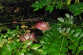 Rain tree flowers Royalty Free Stock Photo