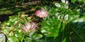 Rain tree flowers Royalty Free Stock Photo