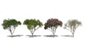 Rain Tree, Samanea saman (Four Seasons)