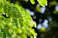 Rain tree or Samanea saman, LEGUMINOSAE MIMOSOIDEAE Royalty Free Stock Photo