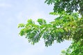 Rain tree or Samanea saman, LEGUMINOSAE MIMOSOIDEAE and sky Royalty Free Stock Photo