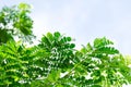 Rain tree or Samanea saman, LEGUMINOSAE MIMOSOIDEAE and tamarind tree Royalty Free Stock Photo