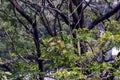 Rain tree, Samanea Saman with pink flower, Albizia saman. Natural background