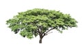 Rain tree (Samanea saman)