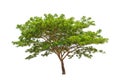 Rain tree (Samanea saman) Royalty Free Stock Photo