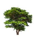 Rain tree (Samanea saman) Royalty Free Stock Photo