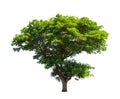 Rain tree (Samanea saman) Royalty Free Stock Photo