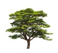 Rain tree (Samanea saman)