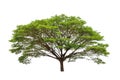 Rain tree (Samanea saman)