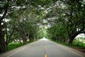 Rain tree tunnel road Royalty Free Stock Photo