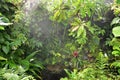 Rain in tropical rain forest Royalty Free Stock Photo